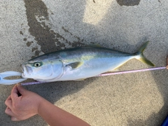 イナダの釣果