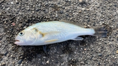 イシモチの釣果