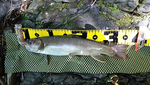 ニッコウイワナの釣果