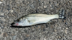 セイゴ（マルスズキ）の釣果