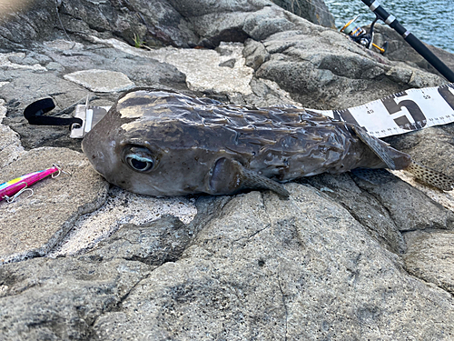 ハリセンボンの釣果