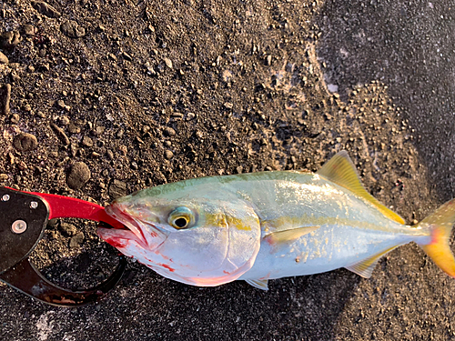 ツバスの釣果