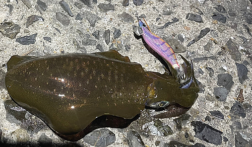 アオリイカの釣果