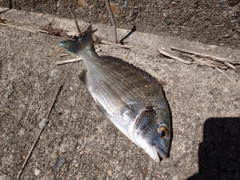 クロダイの釣果