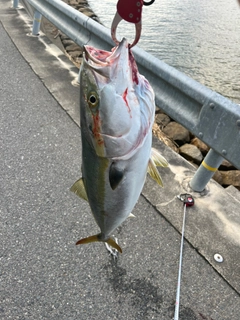 ブリの釣果