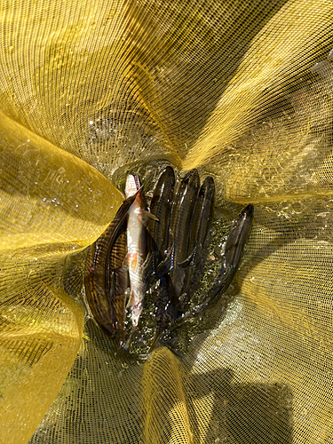 アユの釣果