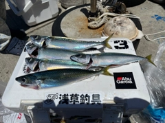 サバの釣果