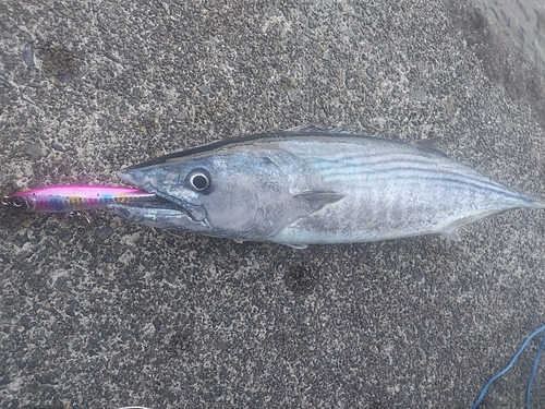 ハガツオの釣果