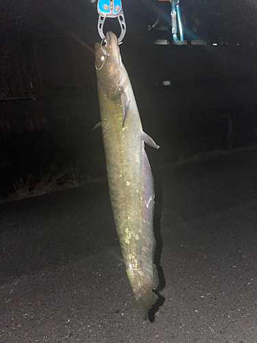 ナマズの釣果