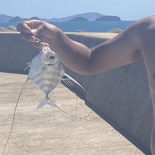 イトヒキアジの釣果