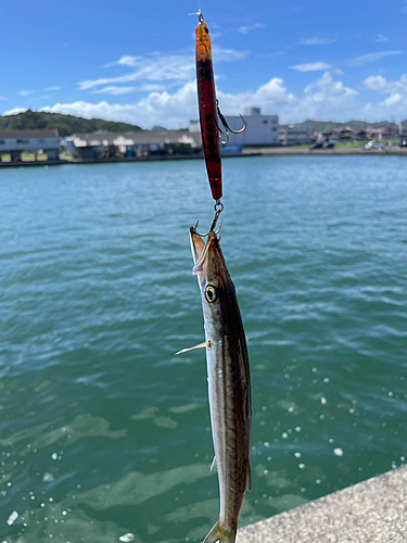 カマスの釣果