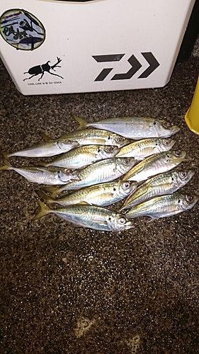 アジの釣果