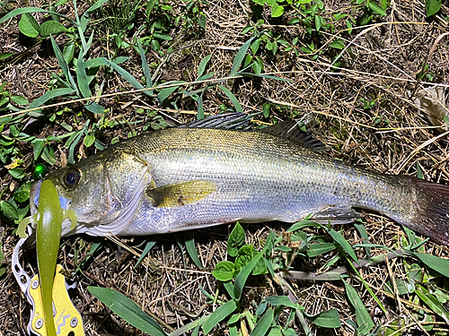 スズキの釣果