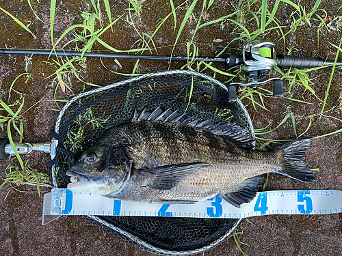 クロダイの釣果