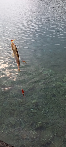 エソの釣果