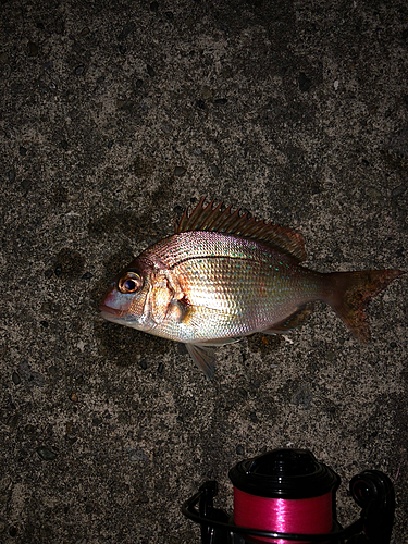 釣果