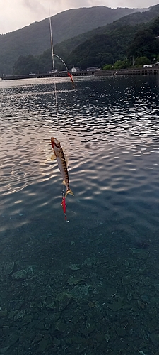 エソの釣果