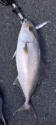 カンパチの釣果