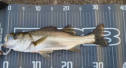 シーバスの釣果