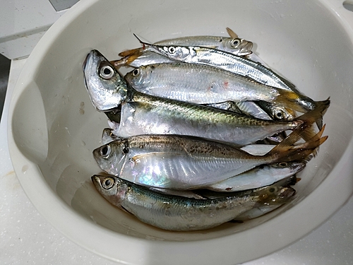 アジの釣果