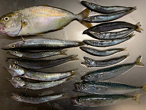 カマスの釣果