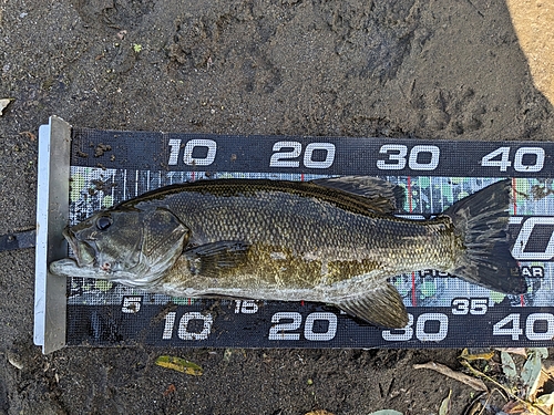 スモールマウスバスの釣果