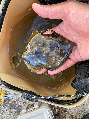 カワハギの釣果