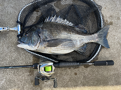 クロダイの釣果