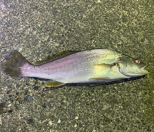 イシモチの釣果