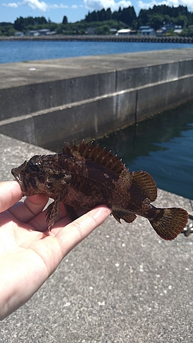 ムラソイの釣果