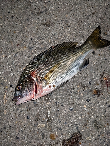 チャリコの釣果