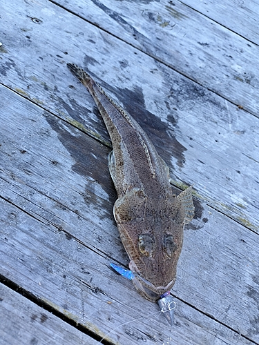 コチの釣果