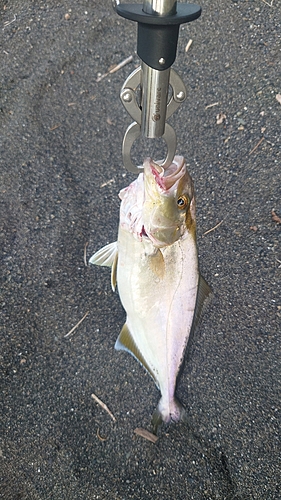 ショゴの釣果