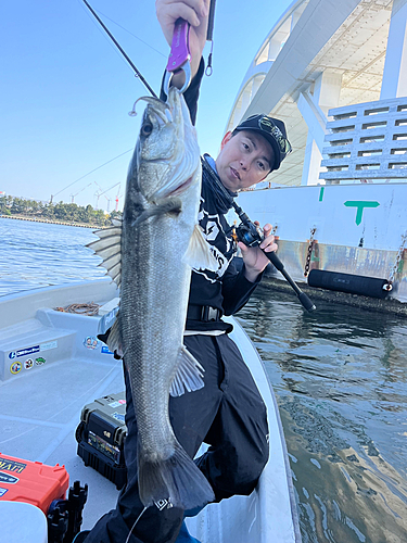 シーバスの釣果