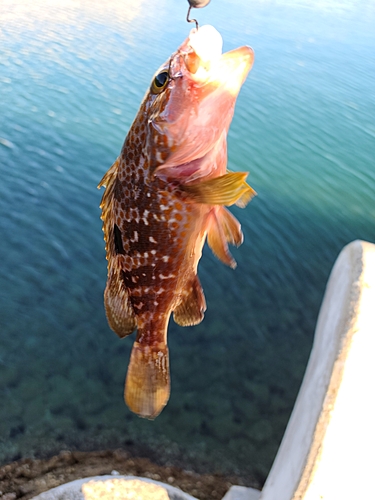 アコウの釣果