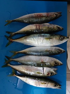 サバの釣果