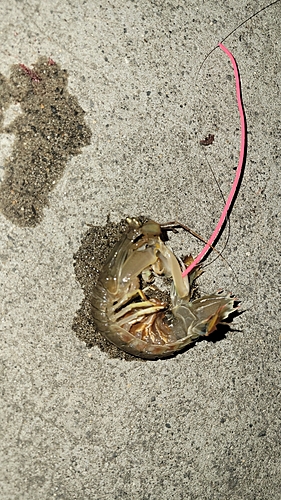 シャコの釣果