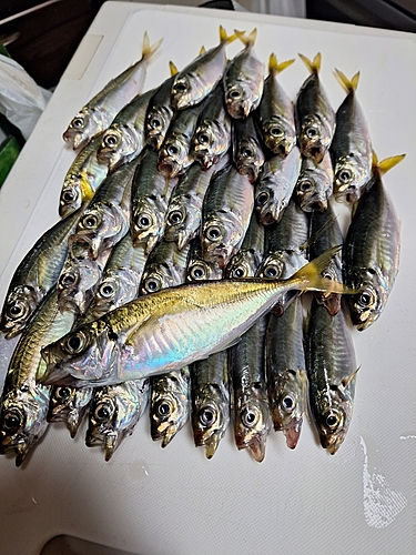 アジの釣果