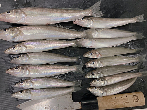 キスの釣果