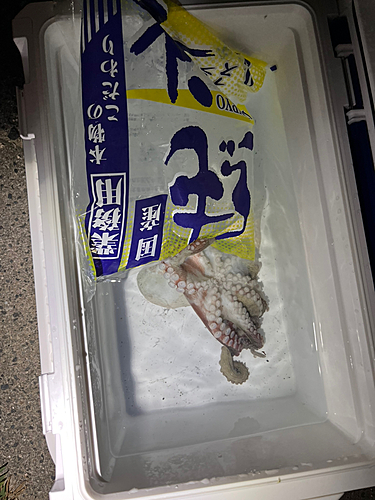 タコの釣果