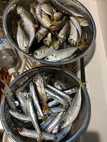 アジの釣果