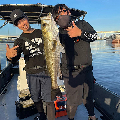 シーバスの釣果