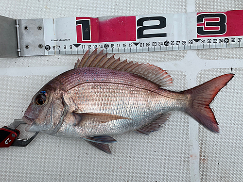 マダイの釣果