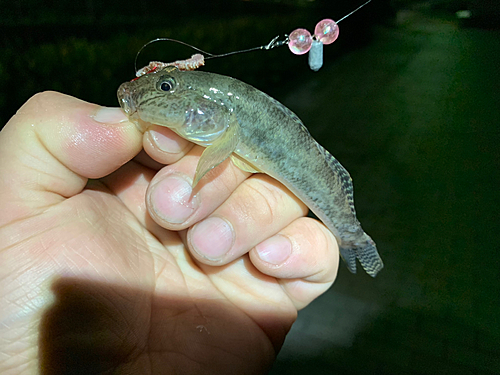 マハゼの釣果