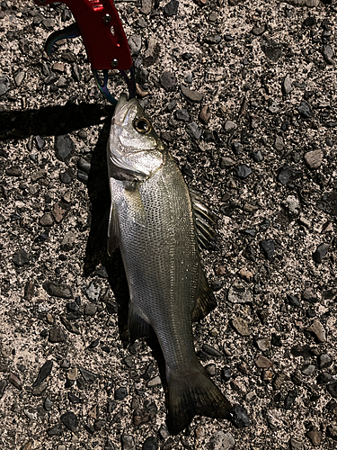 ヒラスズキの釣果