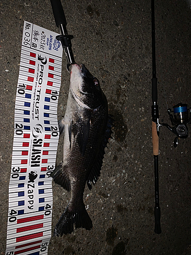 チヌの釣果