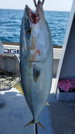 ヤズの釣果