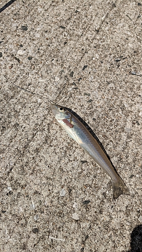 キスの釣果