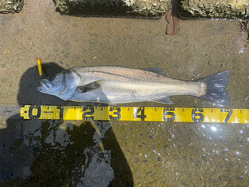 シーバスの釣果