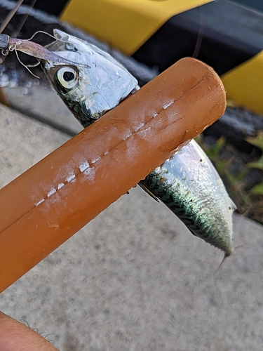 サバの釣果